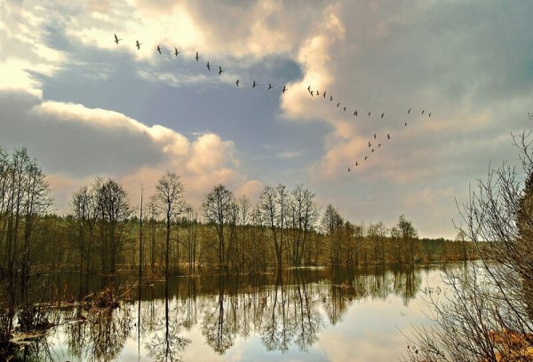 Клин диких гусей