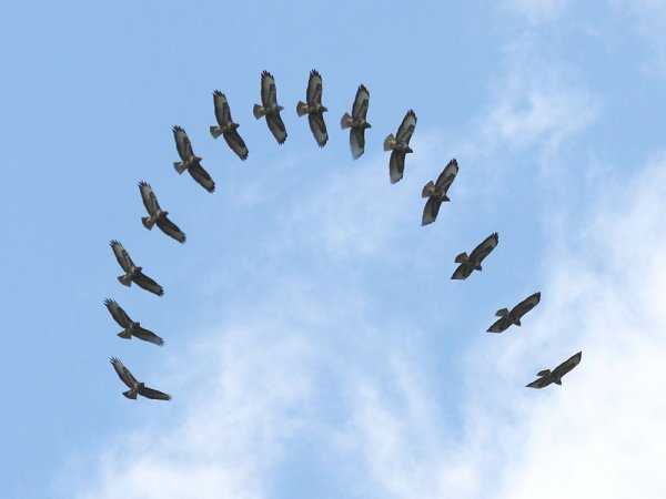 Перелет птиц