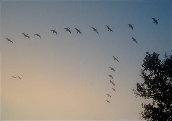 Стая гусей клином