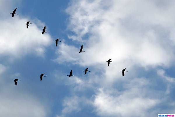 Косяк гусей