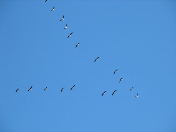 Утки улетают на Юг высоко в небе