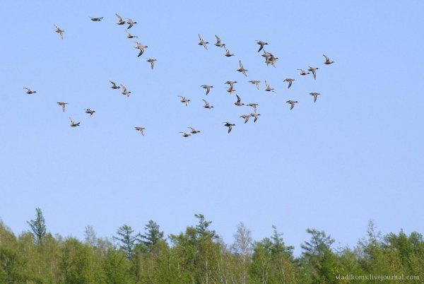 Клин журавлей