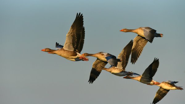 Дикие гуси перелетные птицы России