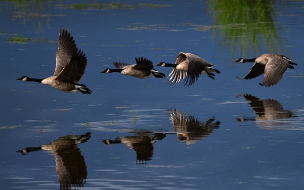 Клин гусей в небе