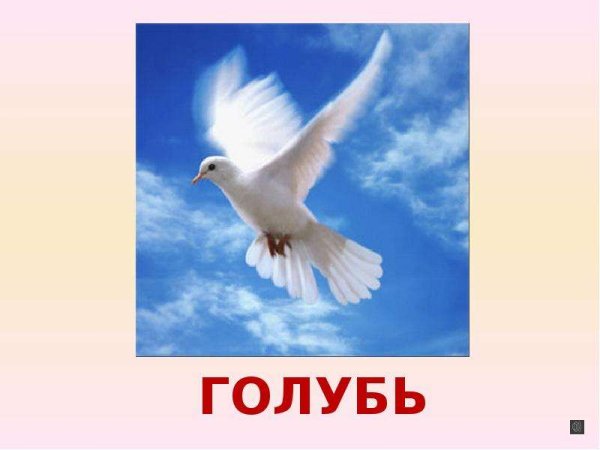 Слайд для презентации голуби