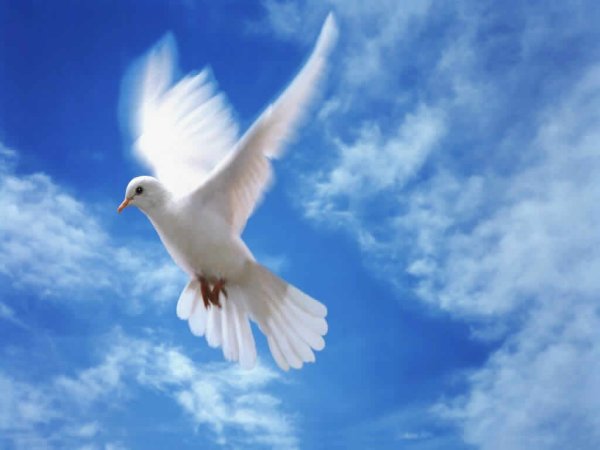 Голубь символ мира