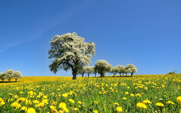 Луг с цветами и деревьями