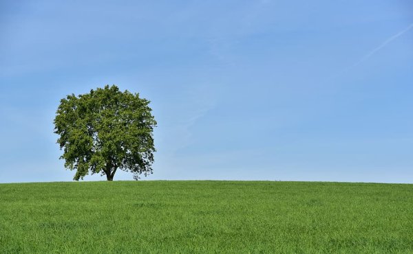 Дерево на лугу