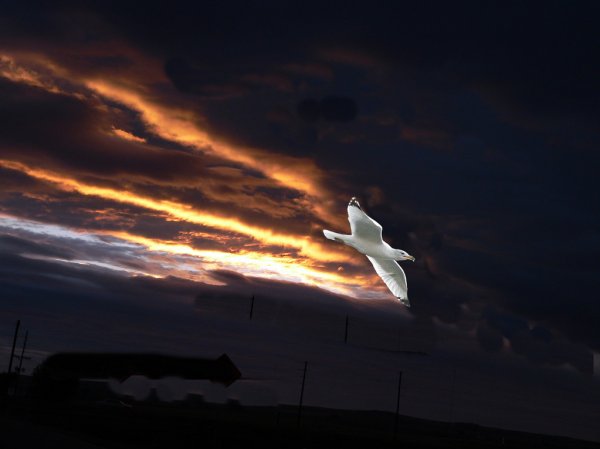 Птицы в небе