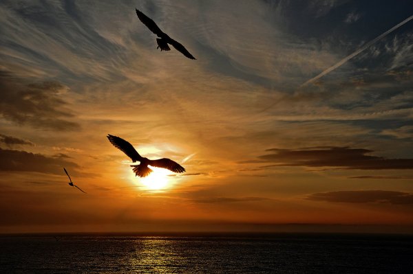 Птица парит в небе