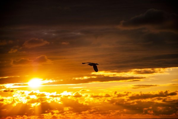 Свобода полет