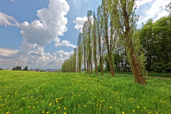 Летнее дерево