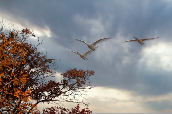 Осень небо птицы