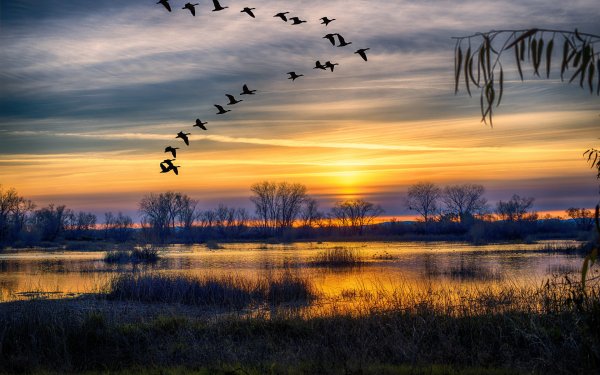 Картина журавлиный Клин Туманов