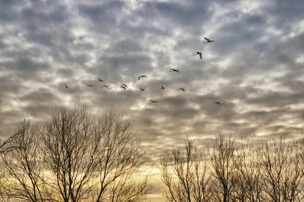 Птицы улетают в теплые края