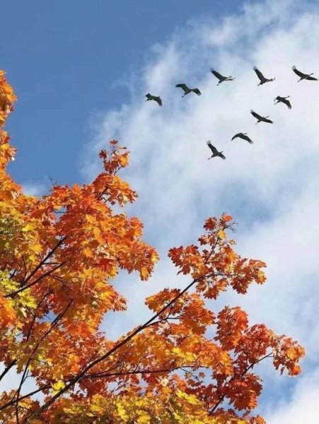 Журавлиный Клин