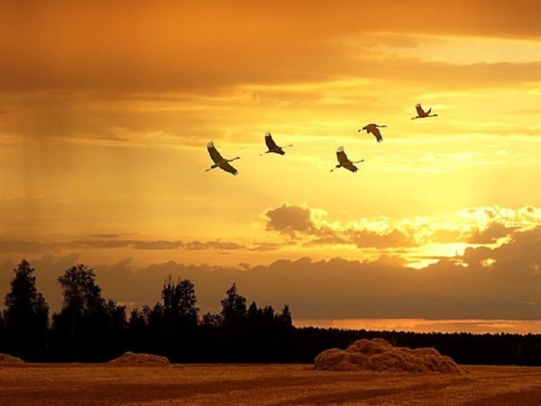 Журавлиный Клин осенью