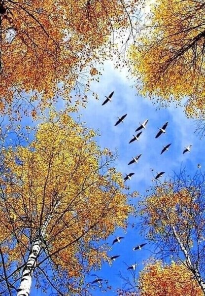 Птицы прилетают с Юга