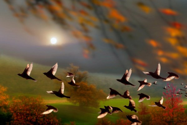 Птицы над рекой