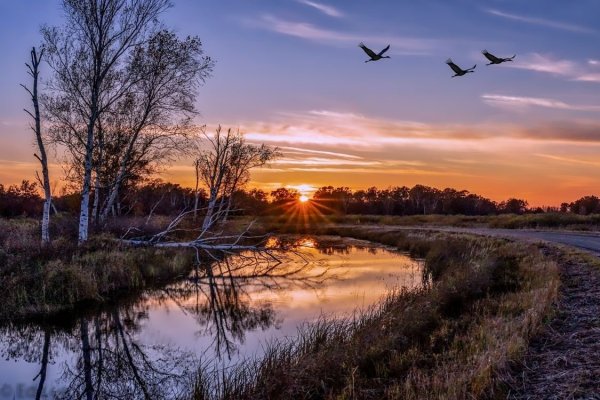 Утро птицы небо осень