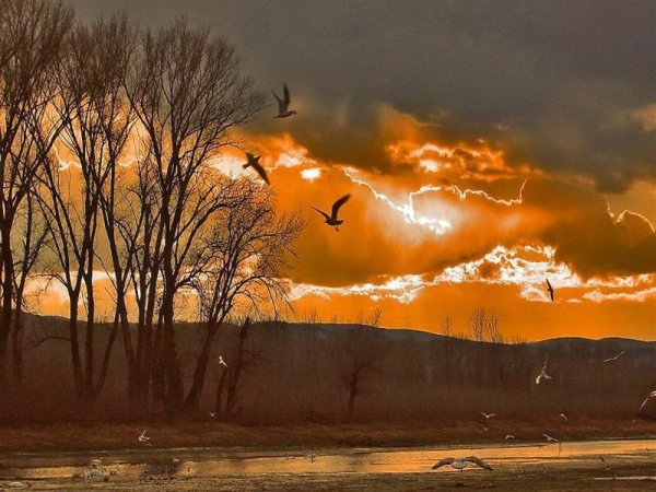 Перелетные птицы улетают на Юг