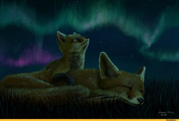 Лиса ночью арт