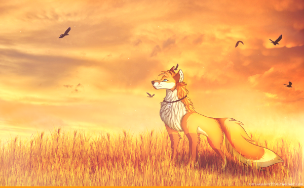 Лиса на закате