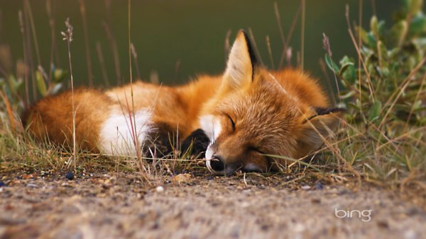 Иван Кислов лисы