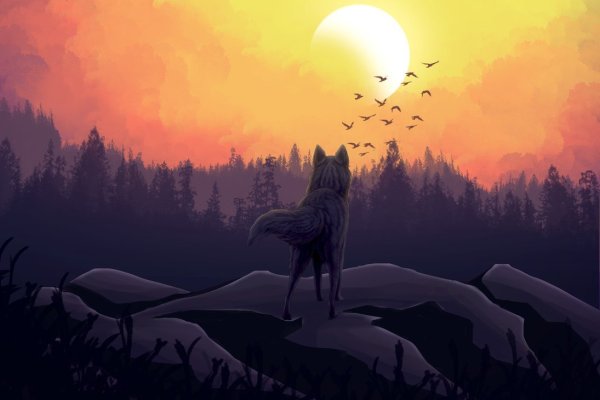 Ночная лиса