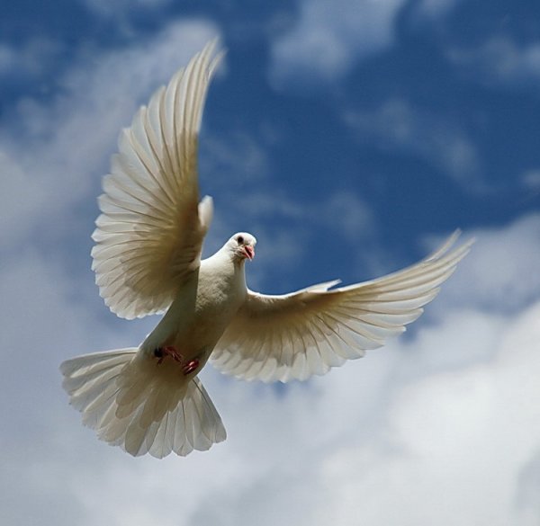 Белый голубь