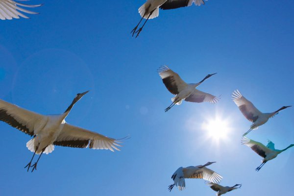 Стая журавлей