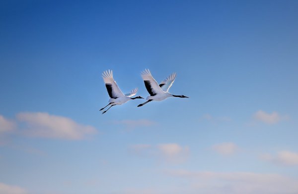 Стая журавлей