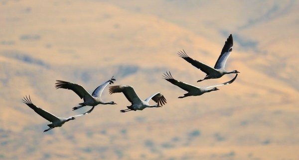 Клин журавлей