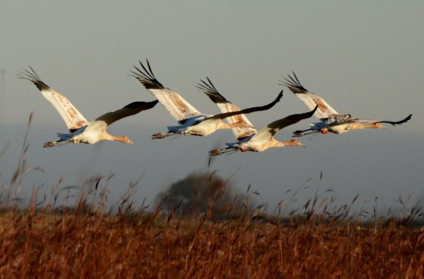 Перелётные птицы журавлиный Клин
