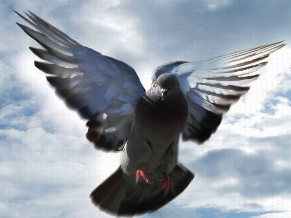 Голуби в небе