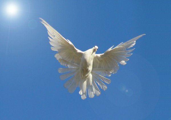 Белые голуби в небе