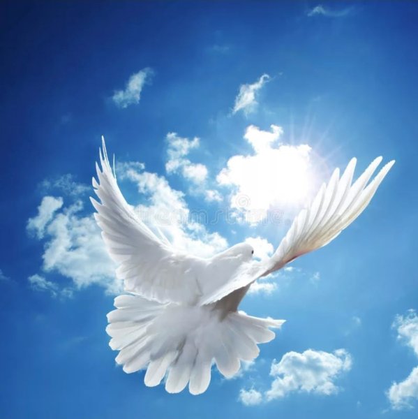 Птицы разлетаются