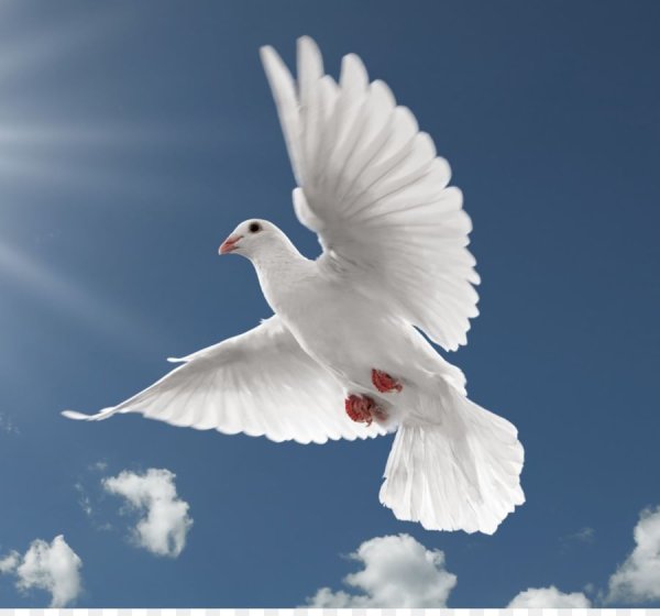 Голубь в облаках