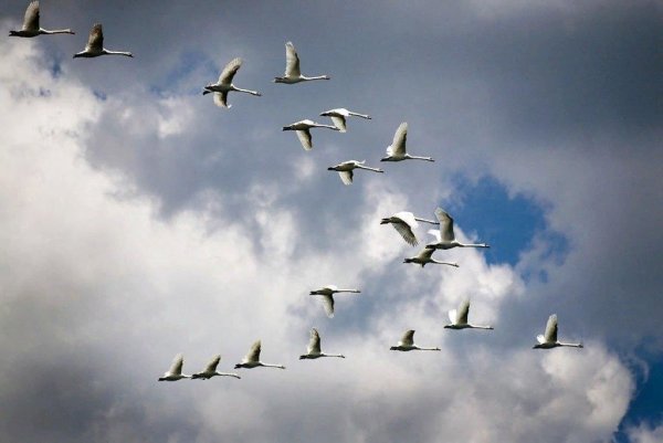 Соколов Микитов улетают Журавли