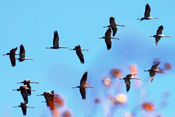 Стерхи летят