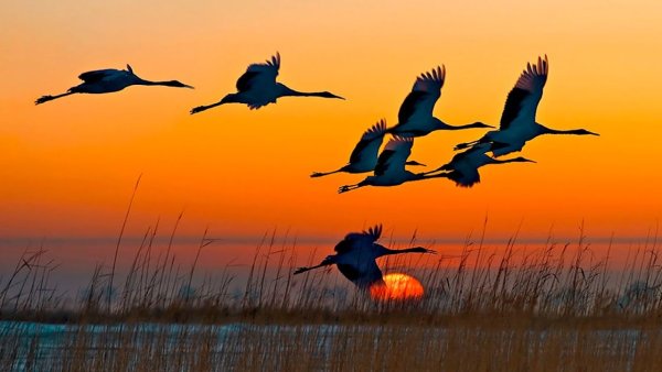 Полет журавлей