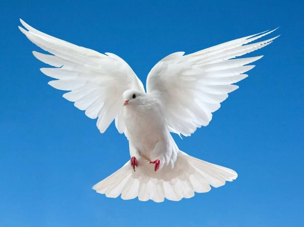 Птицы над ночным городом