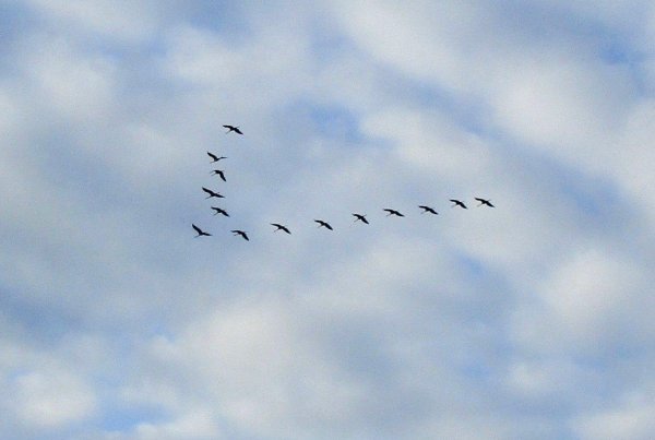 Перелетные птицы Клин косяк