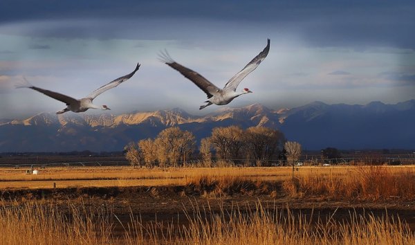 Много Журавли в полете