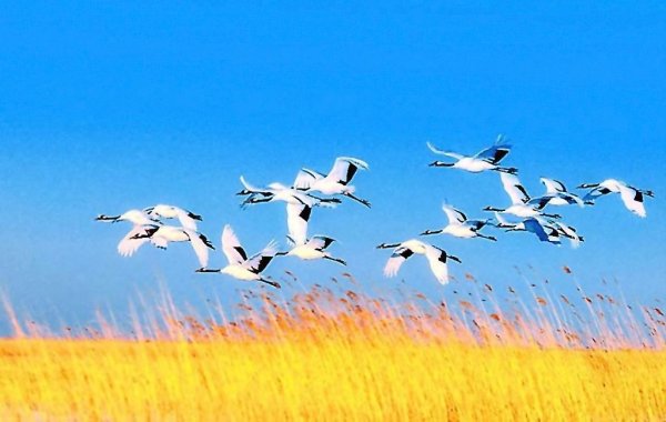 Клин журавлей