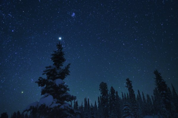 Ночной лес со звездами