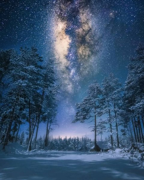 Зима лес ночь