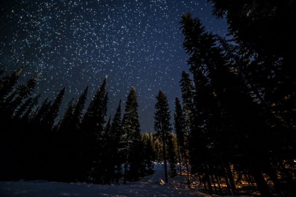 Ночное небо в лесу