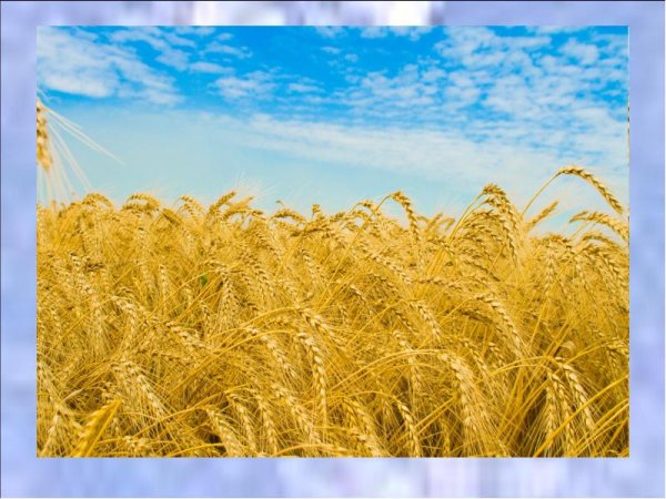 Хлеб всему голова