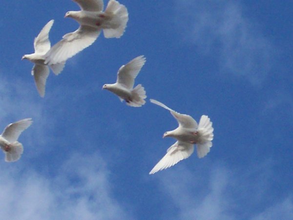 Голуби в небе